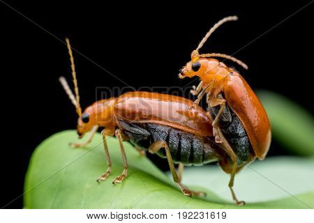 Cucumber or Cucurbit  beetle  mating on green leaf