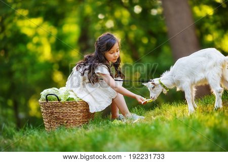 A girl in a white dress is feeding with a vegetables white yeanling on a leash sitting on the edge of the forest in the rays of the sunset