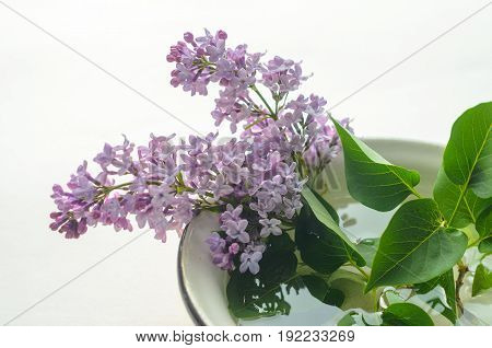A Bouquet Of Fresh Purple Lilac In A Yellow Enameled Bowl