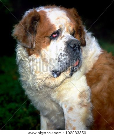 Beautiful dog san bernar pet  pedigree playful portrait