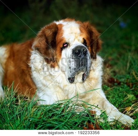 Beautiful dog san bernar brown camera canine