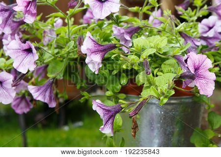 Farbitis purple morning glory (Pharbitis) after a rain . Decorative lilac flowers for decoration outside. The design of the garden colored delicate.