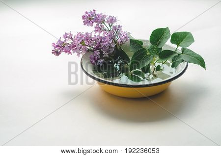 A bouquet of fresh purple lilac in a yellow enameled bowl on white background. Flowers in a vessel with water