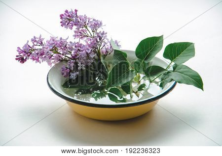 A bouquet of fresh purple lilac in a yellow enameled bowl on white background. Flowers in a vessel with water