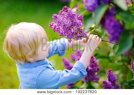Cute Little Boy Enjoy Blooming Lilac In The Domestic Garden