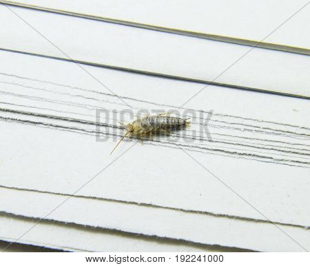Pest Books And Newspapers. Insect Feeding On Paper - Silverfish