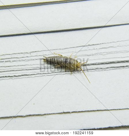 Pest Books And Newspapers. Insect Feeding On Paper - Silverfish