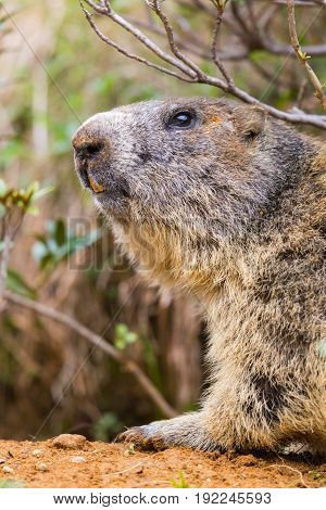 Detailed Outdoor Portrait Of Alpine Groundhog (marmota Monax)