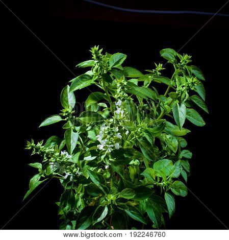 Fresh Blooming Green Lush Foliage Basil isolated on Black background