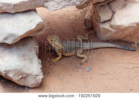 Lizard - Pogona vitticeps - Bearded Agama sits on ground at the Australian Zoo Gan Guru in Kibutz Nir David in Israel