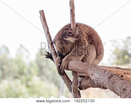 Koala sleeps on felled trees in Gan Guru kangaroo park in Kibutz Nir David in Israel