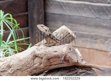 Lizard - Pogona vitticeps - Bearded Agama sits on felled trees at the Australian Zoo Gan Guru in Kibutz Nir David in Israel