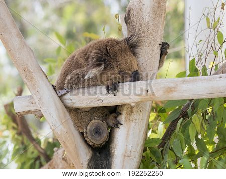 Koala sleeps on felled trees in Gan Guru kangaroo park in Kibutz Nir David in Israel