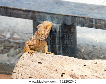 Lizard - Pogona vitticeps - Bearded Agama sits on felled trees at the Australian Zoo Gan Guru in Kibutz Nir David in Israel