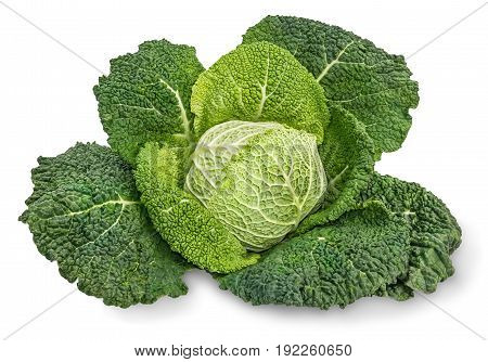 Savoy cabbage isolated on a white background