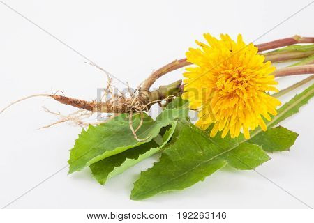 Common dandelion (Taraxacum officinale) on white background