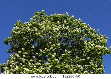 Closeup blooming Catalpa tree on the blue sky of Northern Caucasus