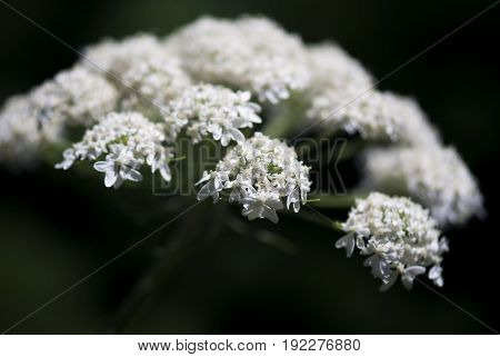 A macro shot of a cow parsnip wildflower head with a shallow depth of field.