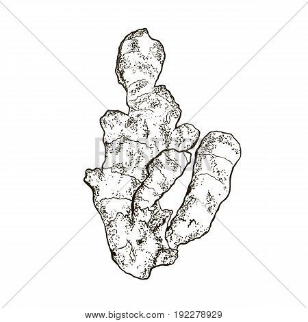 Ginger hand drawn sketch. harvesting. Vector illustration