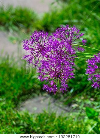 Allium hollandicum 'Purple Sensation' (Dutch Garlic or Persian Onion) in a flowerbed. Blooming Allium. Allium, giant onion, Giganteum in full flower growing in the garden.