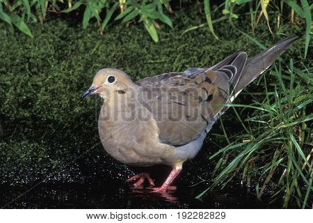 A Mourning Dove (Zenaida macroura) drinking at a small pond