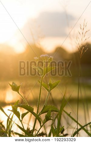 Chrysopogon aciculatus and sunset, nature background .