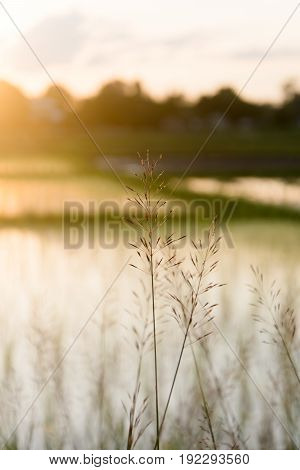 Chrysopogon aciculatus and sunset, nature background .