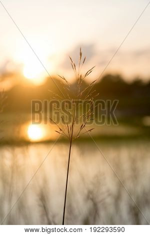 Chrysopogon aciculatus and sunset, nature background .
