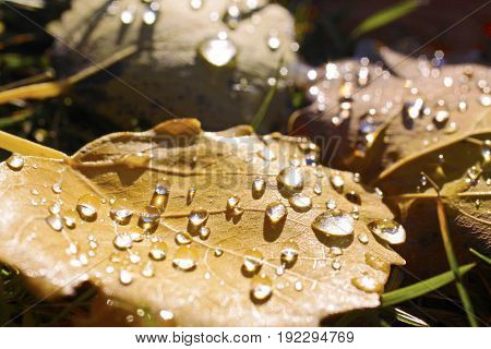 Yellow Cottonwood Leaves With Morning Dew