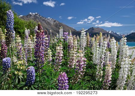 White And Pink Lupines At Lake Wakatipu Between Queentown And Glenorchy Otago South Island New Zeala
