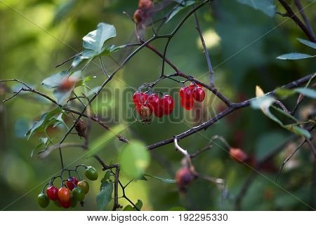 Red berries ripen on a branch in later summer.