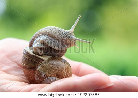 A snail, Helix Pomatia, on women's hand