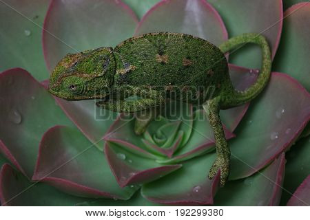 Chamelion On A Succulent Studio Photo