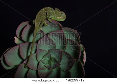 Chamelion On A Succulent Studio Photo