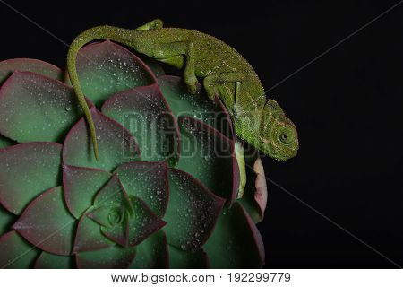 Chamelion On A Succulent Studio Photo