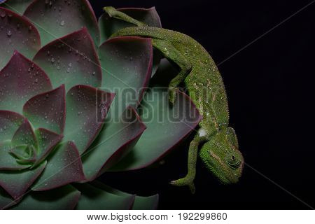 Chamelion On A Succulent Studio Photo