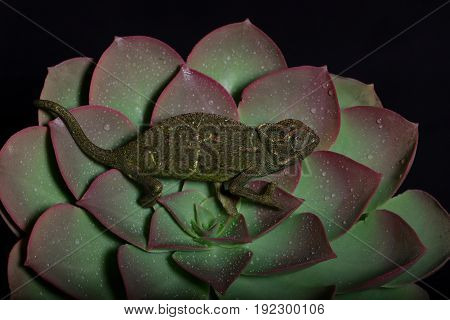 Chamelion On A Succulent Studio Photo