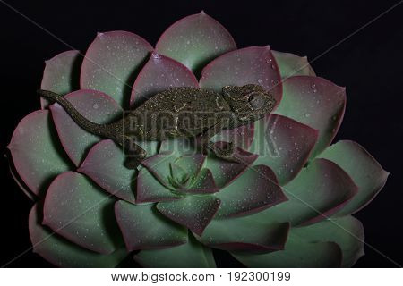 Chamelion On A Succulent Studio Photo