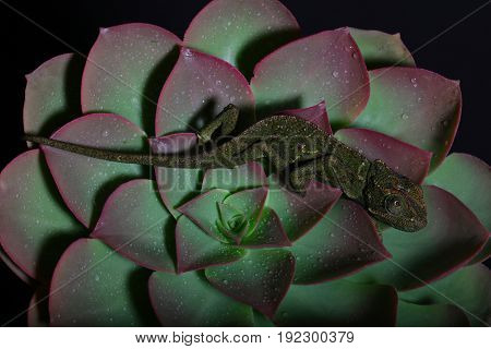 Chamelion On A Succulent Studio Photo