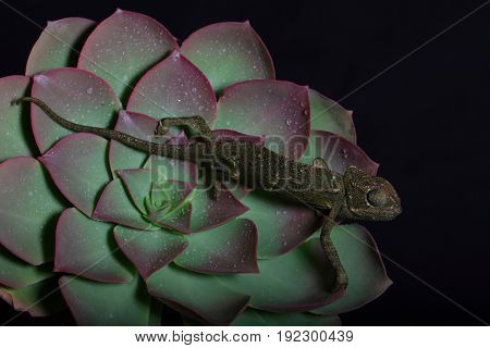 Chamelion On A Succulent Studio Photo