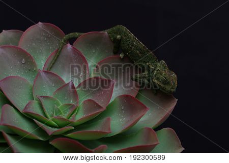 Chamelion On A Succulent Studio Photo