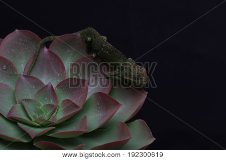 Chamelion On A Succulent Studio Photo