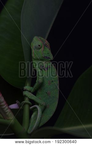 Chamelion On A Succulent Studio Photo
