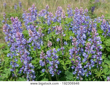 Blooming Wild Lupine wildflowers in a rare oak savanna located at Kitty Todd State Nature Preserve in the Oak Openings region of Northwest Ohio.