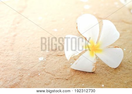 Blooming white Plumeria or Frangipani flowers on stone floor for background