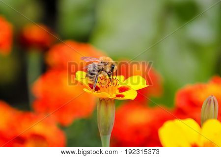 Bee on a yellow flower on a green background