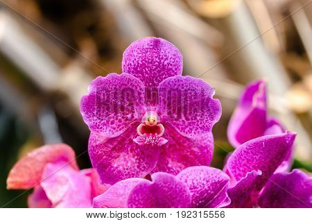 Beautiful orchid flower in a tropical garden