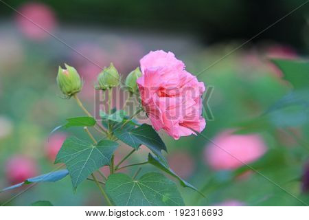 Hibiscus Mutabilis Open At Day Time