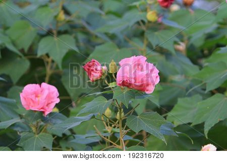 Hibiscus Mutabilis Open At Day Time