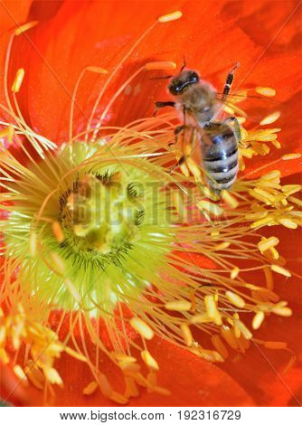 Bee Collecting Pollen from an Orange Flower.